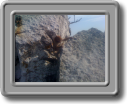 ape
